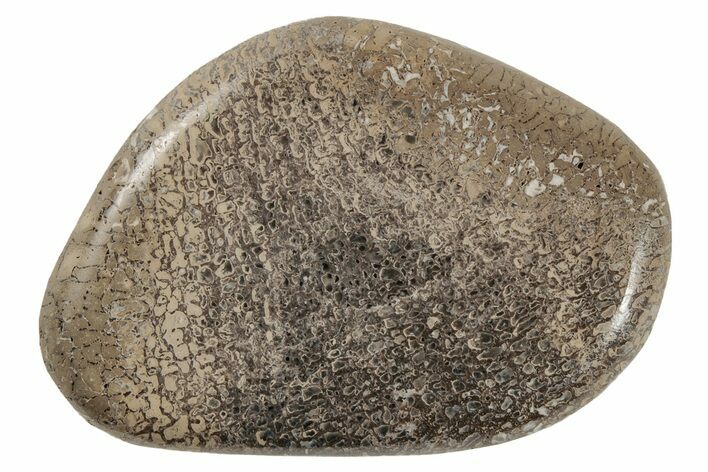 Polished Iguanodon Bone - Isle Of Wight, England #210346